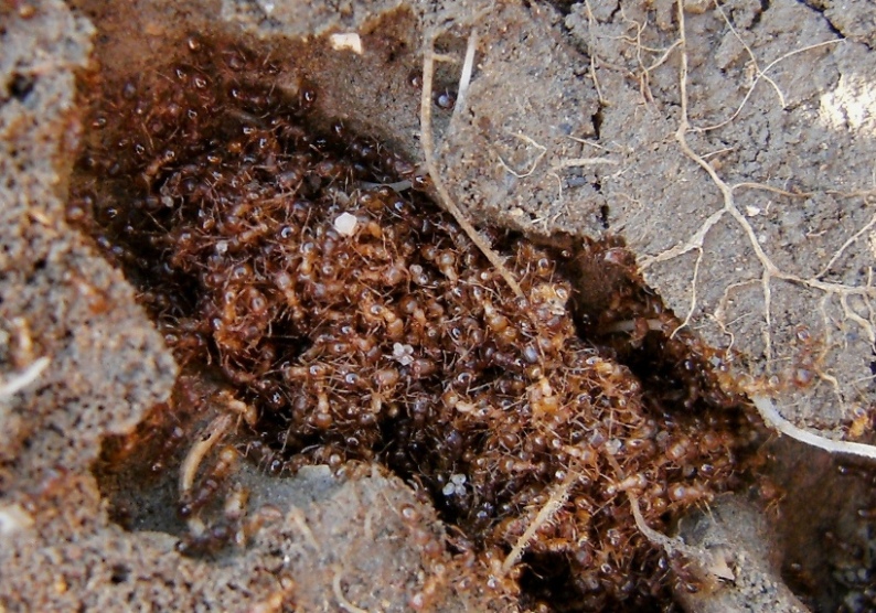 groviglio di formiche Tetramorium per isolarsi dalle pareti